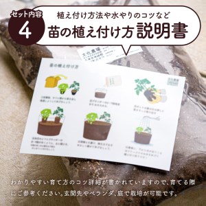 はじめての家庭菜園キット「サラダガーデン」（プランター色：ブラウン）011BK02N.／レタス 苗 サラダ野菜 苗 プランター ガーデニング 野菜 栽培 ベランダ菜園 野菜苗 培土 園芸