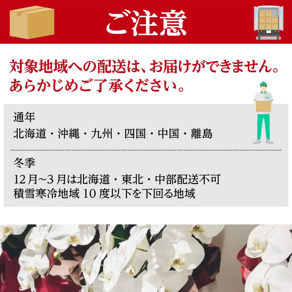 胡蝶蘭 1鉢【3本立ち6寸胡蝶蘭】 [BDAB007]