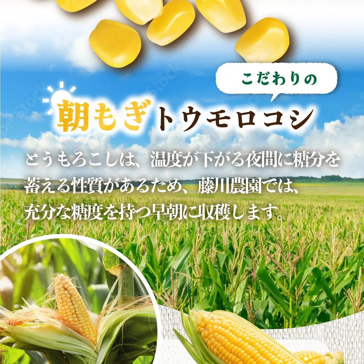 ＜2026年先行予約＞北海道産 朝もぎ とうもろこし 恵味 L-LLサイズ 約400g×20本 スイートコーン ゴールドコーン トウモロコシ とうきび コーン 旬 完熟 野菜 甘い おやつ 産地直送 お取り寄せ 北海道 送料無料 伊達 55250482