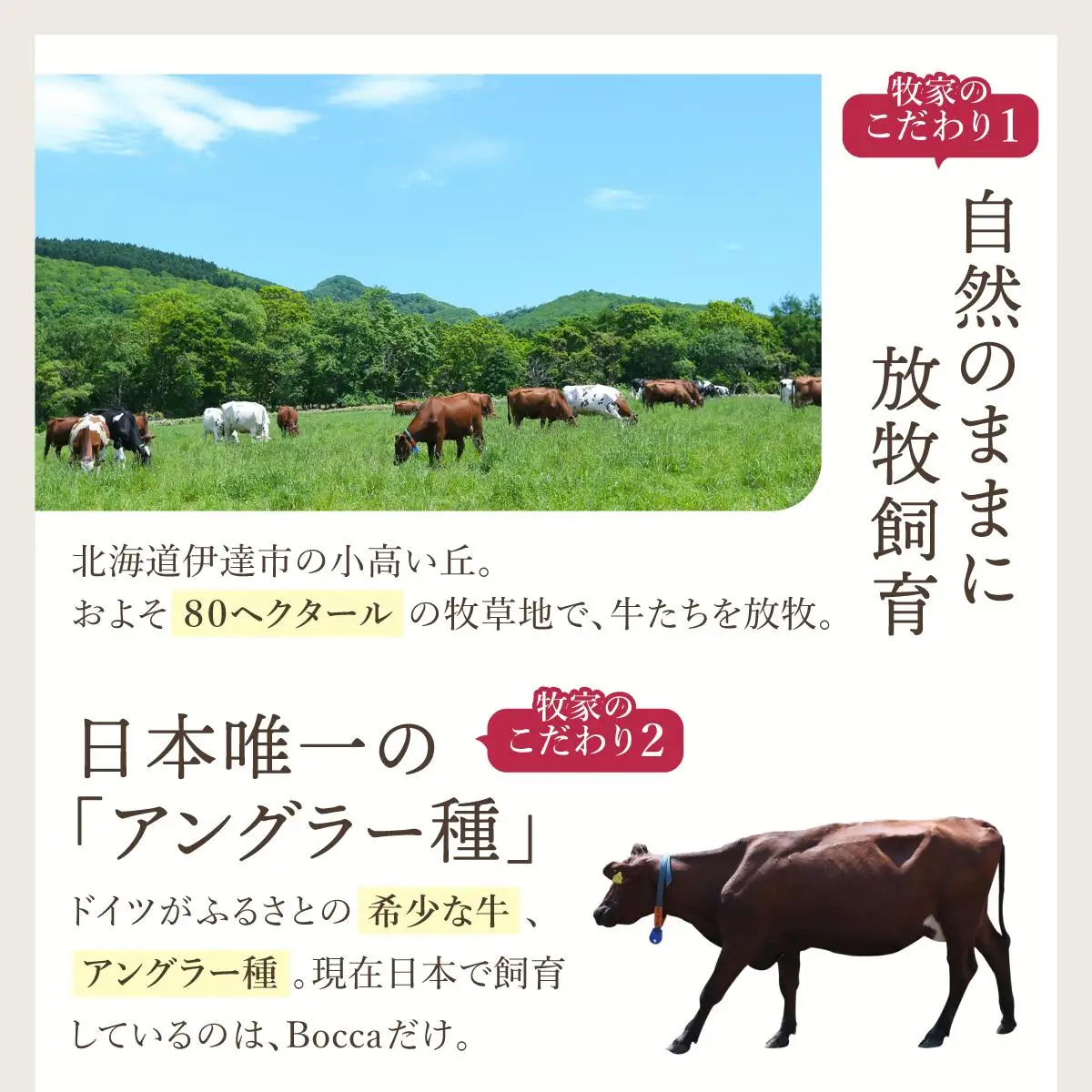 北海道 牧家 Bocca 飲むヨーグルト 2種 プレーン もも ベリー 500g 各3本 計6本【55250502】