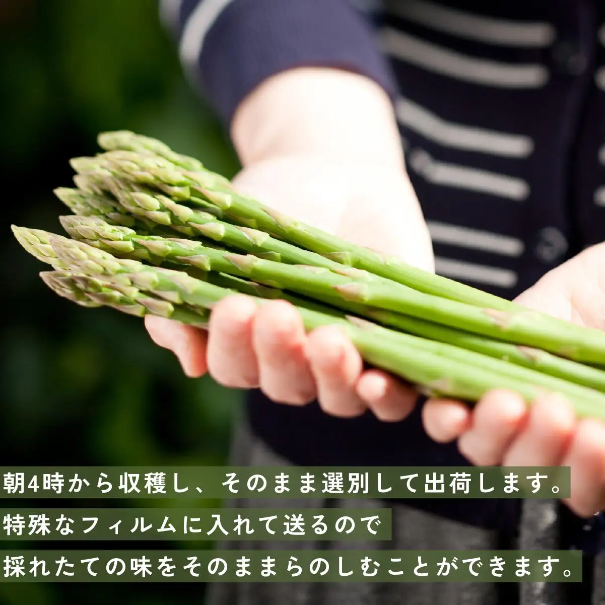 【 2027年発送 】 先行予約 生産者 直送 グリーン アスパラ 約 2kg M-L サイズ 新鮮 朝採り 野菜 あすぱら 木須農園 北海道 伊達市