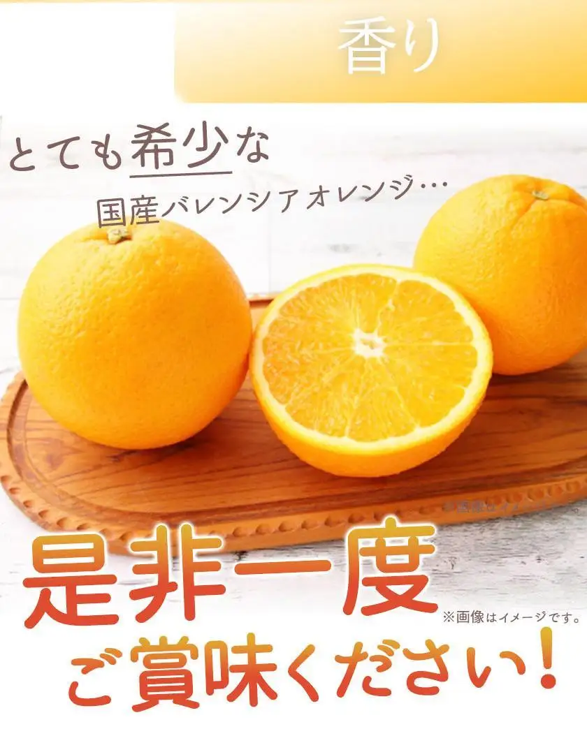 希少な国産バレンシアオレンジ 7kg［ご家庭用訳あり］［2027年6月下旬頃～2027年7月上旬頃に順次発送］［UT77］