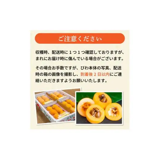 【 期間限定 】びわ 6 ~8個 4 パック 約 1.2kg びわ びわ びわ びわ YN007-2x