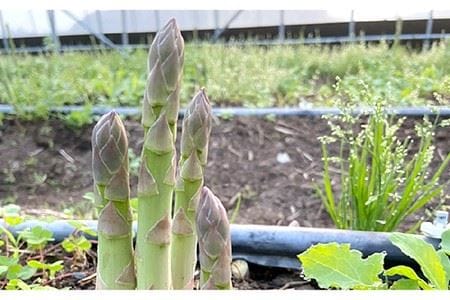糸島産 季節 の 野菜 詰め合わせ （ おまかせ 10品 以上 ）《糸島》【ひめしま渡船直売所】 [ANJ001]