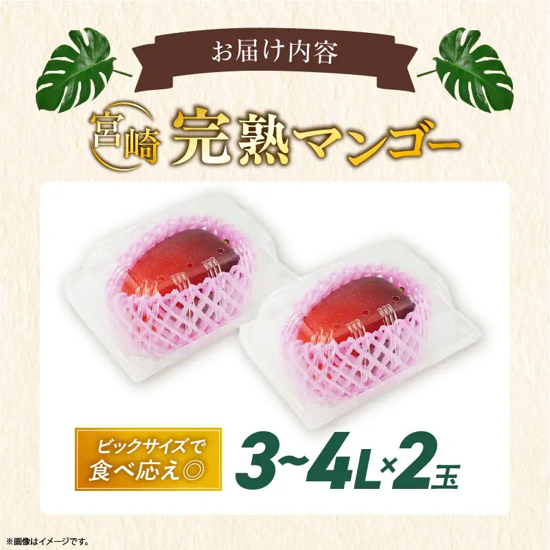 先行予約 数量限定 完熟マンゴー 3~4L×2玉（パック）マンゴー 宮崎 果物 フルーツ くだもの 2027年 国産 高級 マンゴージュース 南国フルーツ おすすめ デザート ギフト 贈り物 プレゼント 贈答 冷蔵 綾町 送料無料 【JA綾町】__A0114-2302