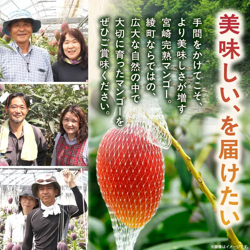 【先行予約/数量限定】完熟マンゴー 2L×2玉（パック）/ 宮崎県産 マンゴー【JA綾町】_A0114-1021