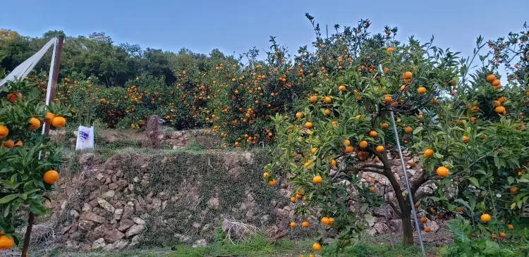有田みかんの和α（なごみアルファ）720ml×3本【kjk110】