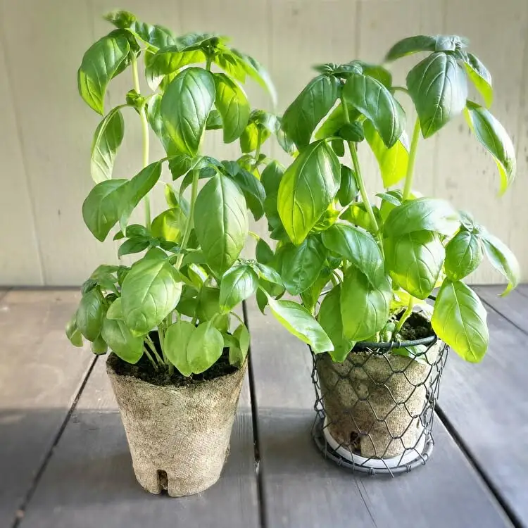 食彩GARDEN三浦やさい栽培キット＆旬野菜 M043-001 野菜 三浦野菜