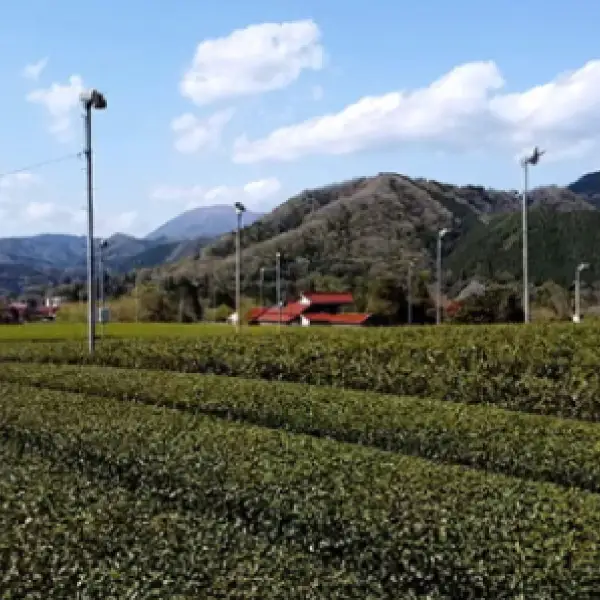 江の川銘茶 TEA MILK JAM