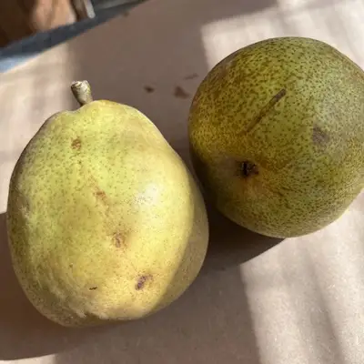 西洋梨（ラ・フランス）３ｋｇ　ご家庭用　0065-2607