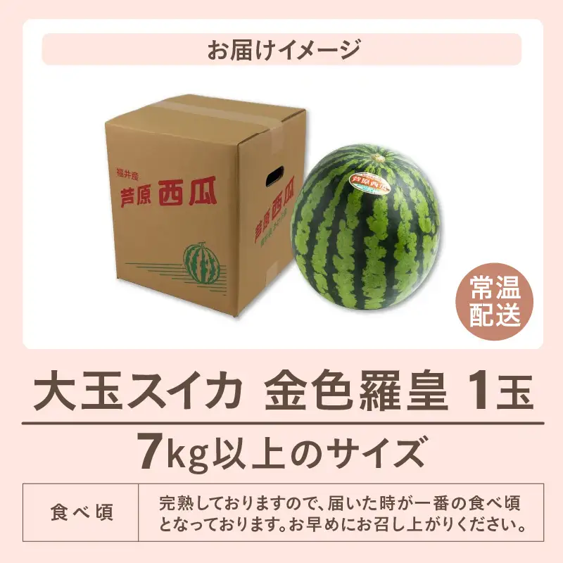 【先行予約】大玉スイカ『金色羅皇』（7kg以上 1玉入） スイカ史上 最高糖度！ ／ あわら 果物 フルーツ 高糖度 すいか 産地直送 ※2027年6月中旬より順次発送 [aw039-a025]