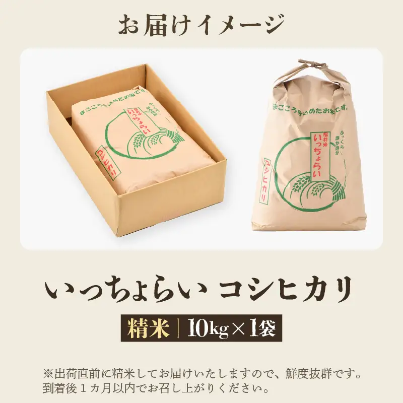 【先行予約】【令和8年産・新米】【一等米】いっちょらい 精米 10kg×1袋 ／ 福井県産 ブランド米 コシヒカリ ご飯 白米 お米 コメ 新鮮 大賞 受賞 新米 福井県あわら産 ※2026年9月下旬以降順次発送予定 [aw012-b029]