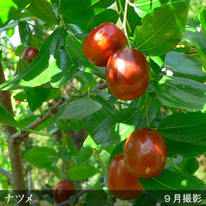 ＜すだ農園＞大苗 ナツメ(棗) 苗木