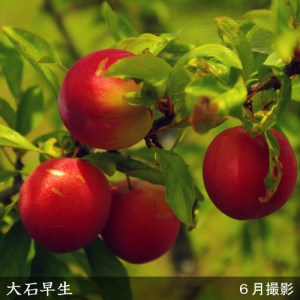 ＜すだ農園＞2年生 苗木 スモモ(李 プラム)大石早生(おおいしわせ)