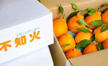 柑橘・みかん　しらぬい（不知火）３ｋｇ　　12玉サイズ