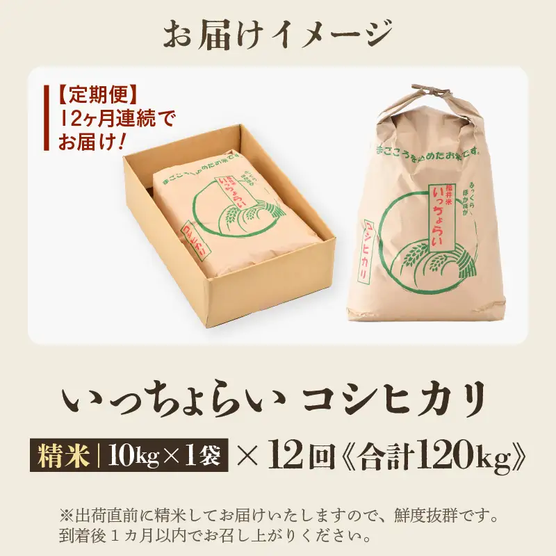 【先行予約】【令和8年産・新米】【一等米】《定期便12回》いっちょらい 精米 10kg × 12回（計120kg） ／ 福井県産 ブランド米 コシヒカリ ご飯 白米 新鮮 大賞 受賞 新米 福井県あわら産 ※2026年10月上旬以降順次発送予定 [aw012-o010]