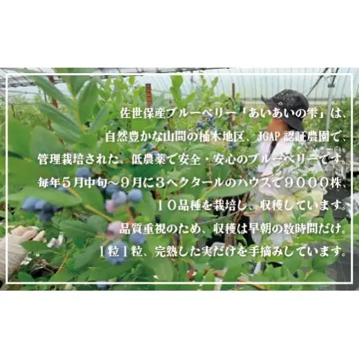 【先行予約】冷凍 ブルーベリー 1.2kg (2026年9月～発送) | フルーツ ベリー C152