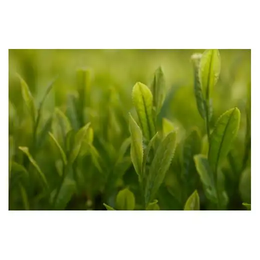 【 有機栽培 】 健康茶 ティーバッグ 90包 ほうじ茶入り ティーバック お茶 C243