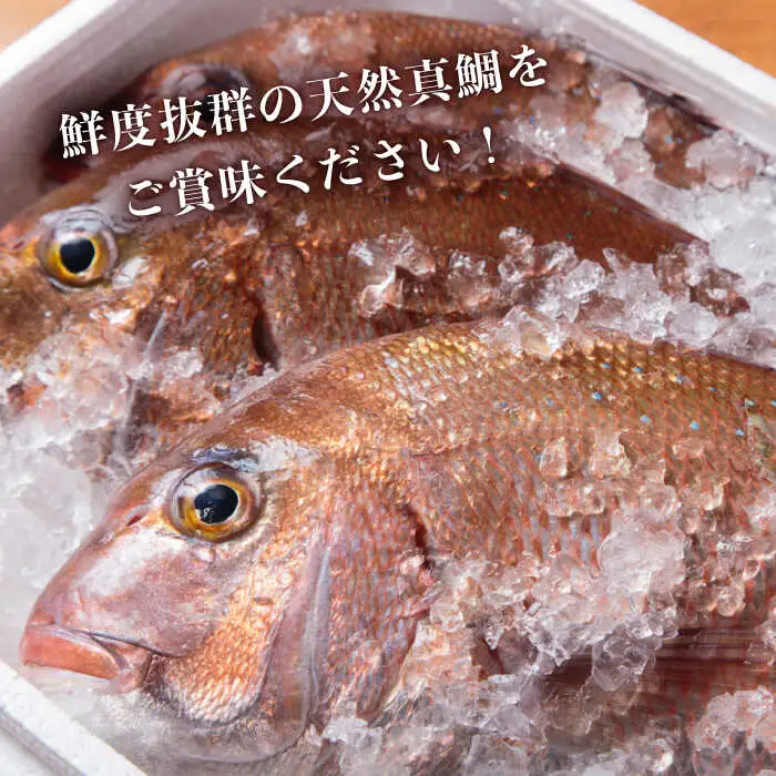 天然 鯛 お茶漬け 6食 [JAI002]