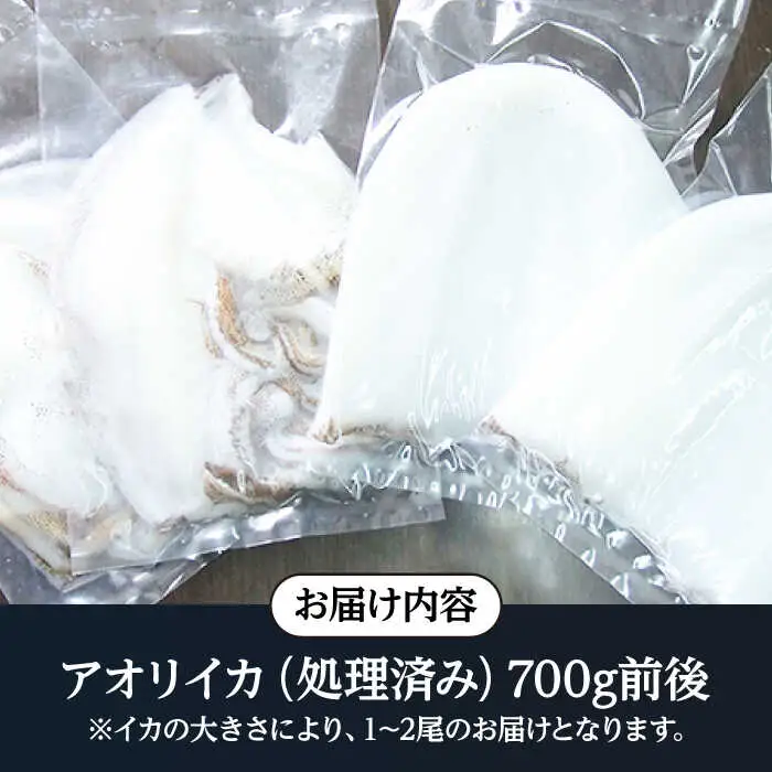 アオリイカ（処理済み） 700g前後 《壱岐市》[JCG018]