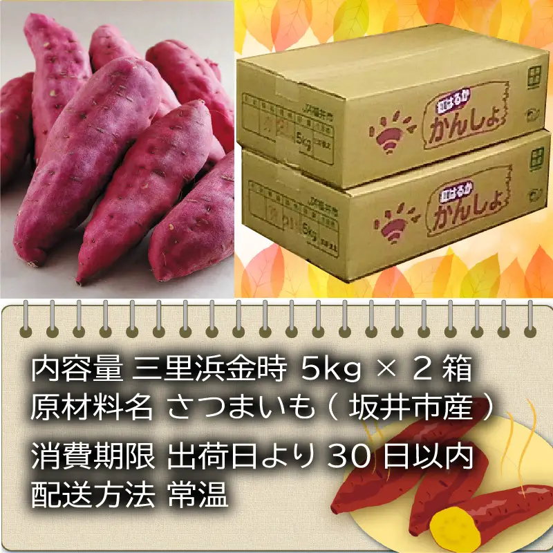 【先行予約】 三里浜金時 10kg (5kg×2箱) キュアリング加工済み 【2026年11月上旬以降順次発送】 [A-1155]