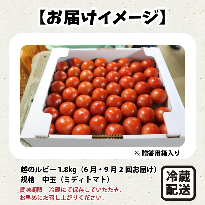 【先行予約】 定期便 年2回お届け「越のルビー」 1.8kg (計3.6kg)　～甘くて濃厚なトマトをお届けします～ 【1回目：2027年6月中旬以降順次発送 / 2回目：2027年9月中旬以降順次発送】 [B-1101]