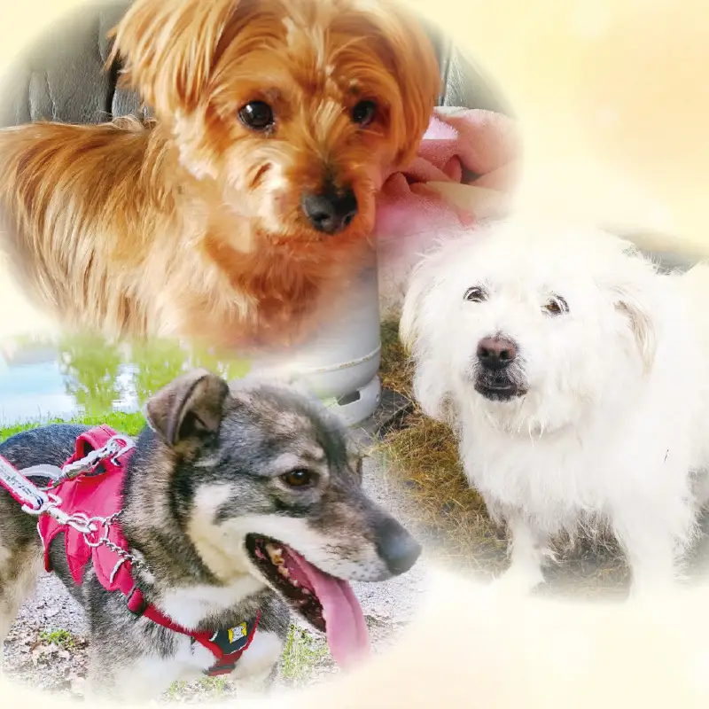 【犬猫等愛護活動、命を繋ぐ活動への応援】北見市犬猫愛護協議会グッズ ( いぬ ねこ 保護 地域猫 雑貨 文房具 セット 動物愛護 愛護 )【144-0001】