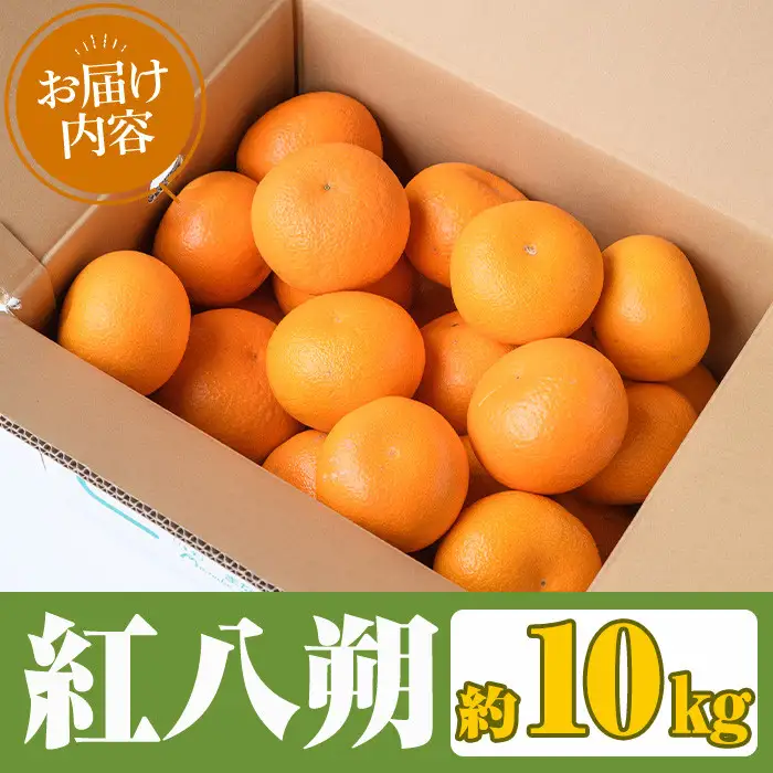 ＜先行予約受付中！2027年2月上旬以降順次発送予定＞まなべみかん園の紅八朔(約10kg) 国産 鹿児島県産 阿久根市産 柑橘類 みかん ミカン 蜜柑 果物 フルーツ べにはっさく 期間限定 数量限定 贈答用 ギフト デザート【有限会社まなべみかん園】akn034-05