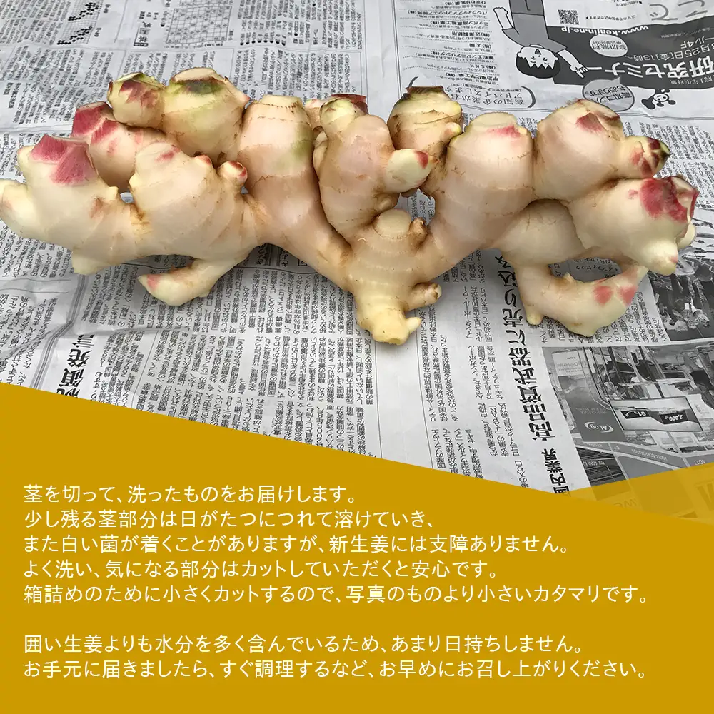 【先行予約・11月発送】新生姜 4kg 高知県産 秋限定 旬 国産 農家直送