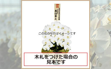 ピンク大輪胡蝶蘭　グレイス2本立ち22輪程度（つぼみ含む）　【11100-0123】