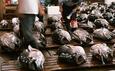 【定期便3回】天然南まぐろ 赤身 切落し【配送不可：離島】 魚貝類 鮪 マグロ 