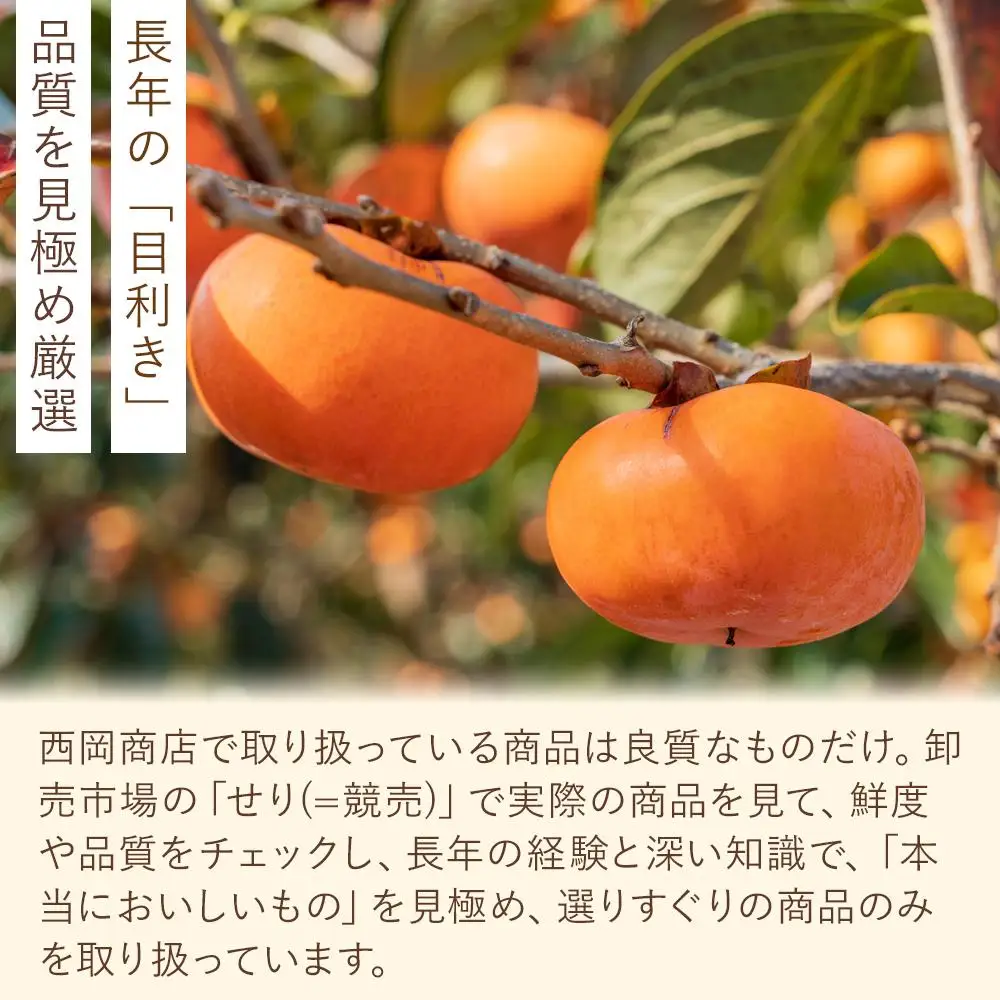 【2026年発送】JAわかやま(紀北地域)のたねなし柿 秀品 約7.5Kg L～4Lサイズ｜柿