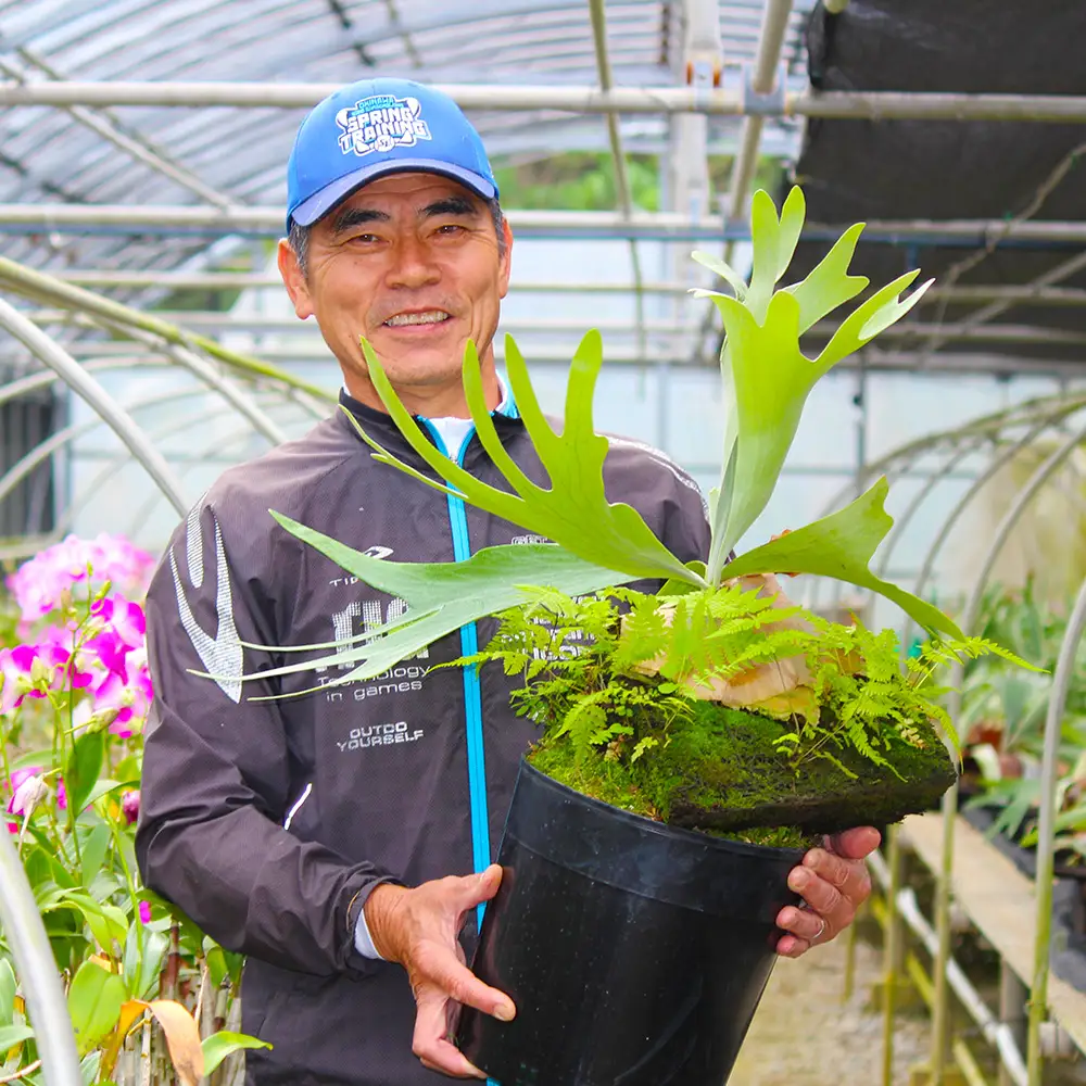 【OnnaIchigoFarm】コウモリラン　大 沖縄 コウモリラン ビカクシダ 室内植物 屋外植物 ヘゴ板 室内緑化 植物インテリア 観葉植物 沖縄産 プラントギフト 緑のある暮らし 園芸用品 インテリアプランツ 根付き植物 人気 ヘゴの木 おすすめ 送料無料 恩納村
