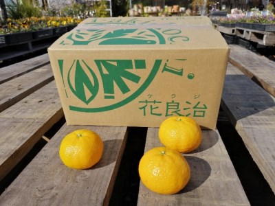 【先行予約】 みかん 花良治 黄玉 3kg 