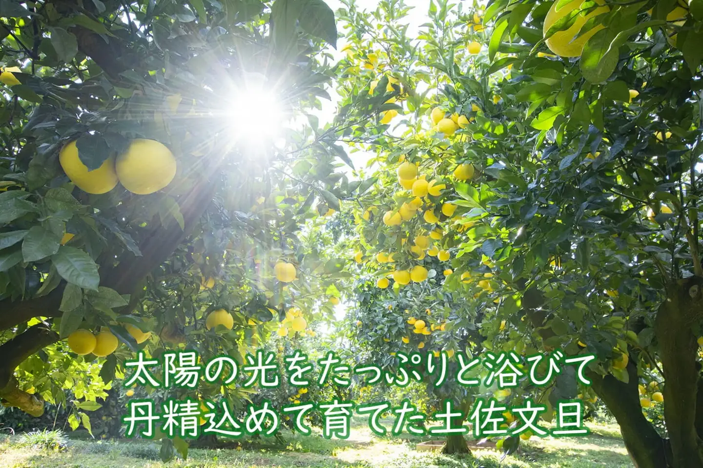 【ふるなびWEEK対象】千光士農園 土佐文旦 5kg 家庭用 文旦