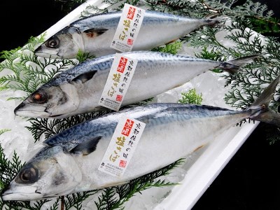 焼津 さば 味噌 こんにゃく 6個入り セット (a13-076)