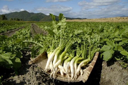 夏の特撰 詰め合わせ 10品 京つけものもり亀岡 京都府産