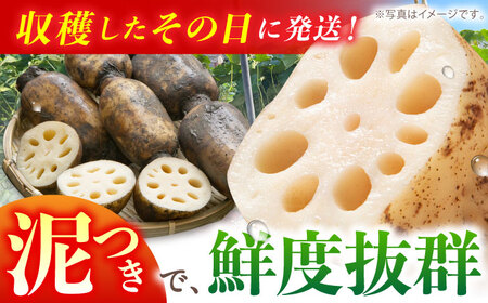 【全3回定期便】地元江北町産 泥付き蓮根 3kg [HAE012] 蓮根 レンコン 野菜