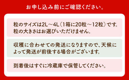 【先行予約】【12月発送】王様のいちごいちごさん400g×2箱むらおか農園 HAF001 果物 フルーツ
