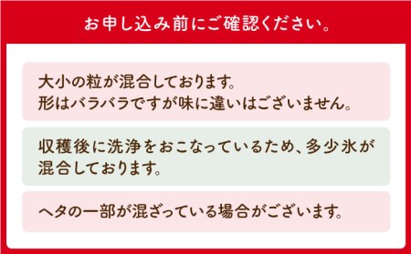 【全3回定期便】王様のいちご 1kg冷凍いちご むらおか農園 HAF011 冷凍いちご冷凍いちご冷凍いちご