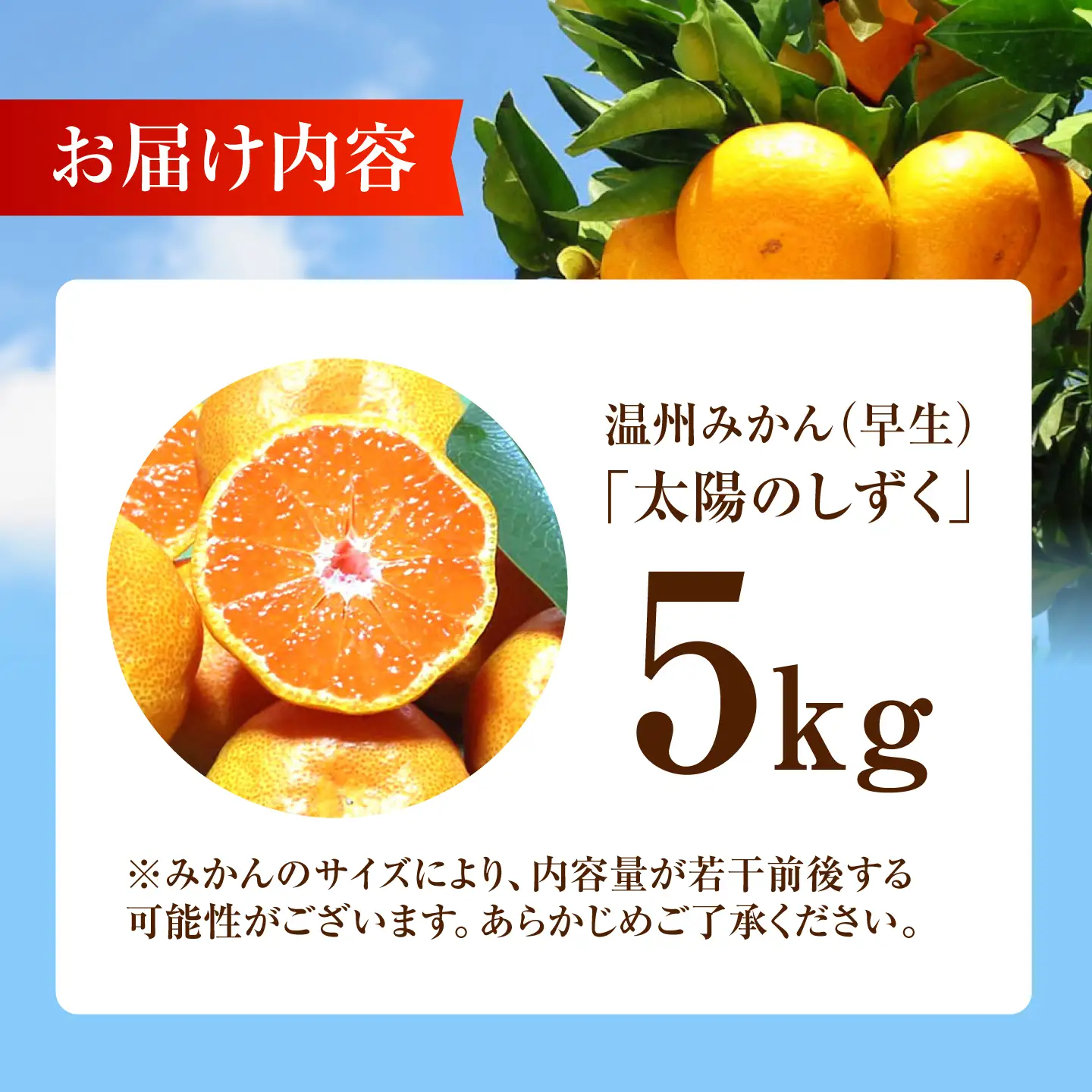 【先行予約】早生みかん 太陽のしずく 5kg【夢の甘熟みかん タッチ】[HCE001] 蜜柑 果物 フルーツ 柑橘