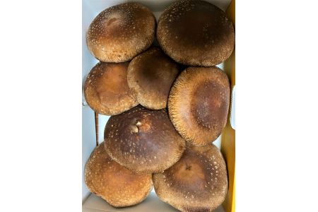 橿原市産 採れたての生しいたけ（菌床） 約700g箱（5～10枚程度）×2箱を発送します ※2026年10月～発送