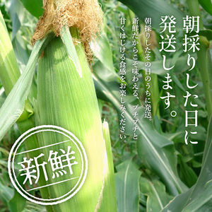 とうもろこし 朝どれ とうもろこし 2027年産【5本 約2kg】【冷蔵】