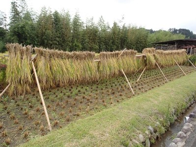 FY-031　大師の里のコシヒカリ10㎏（令和6年産）