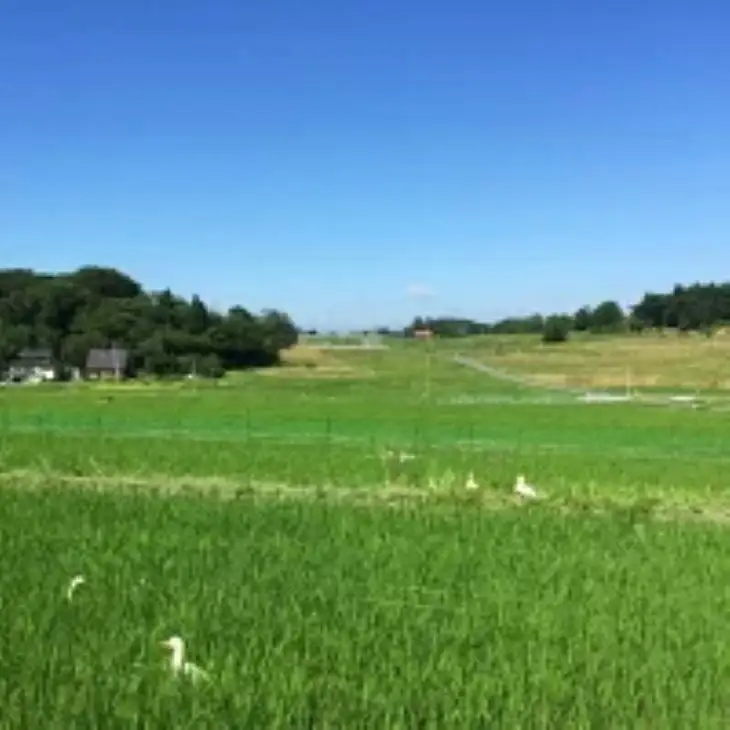 令和8年産【無農薬】合鴨農法で育てたひばり農園の玄米（りくう132号） ５kg 【583】