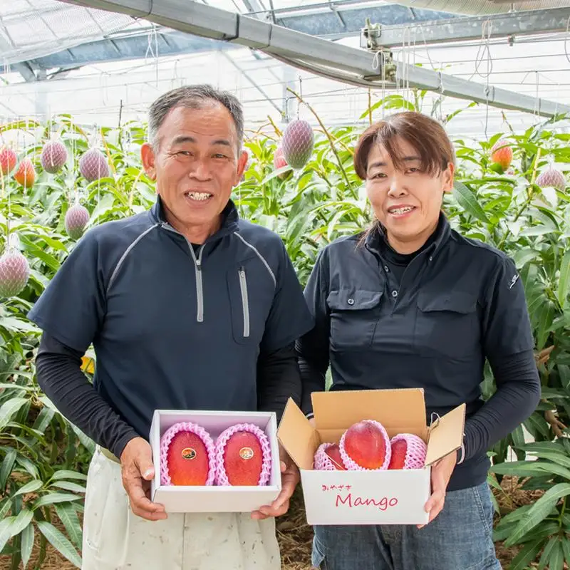 先行予約2027年発送【長友農園】訳あり 家庭用完熟マンゴー1kg（2～3玉） 宮崎県西都産 生産者直送＜46-1a＞