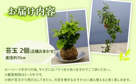 観葉植物 苔玉 2個セット (品種おまかせ)