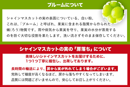 【秀品】先行予約 シャインマスカット 約500~600g (1房)  フルーツ 果物 送料無料 葡萄 ぶどう マスカット  鶴田農園 熊本県荒尾市産《8月下旬-9月下旬頃出荷》 美味しいシャインマスカット 旬のシャインマスカット ジューシーシャインマスカット フルーツシャインマスカット