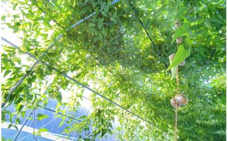 那須町産 自然薯（カット）600g～650g | とろろ〔P-151〕 ※2026年12月～発送