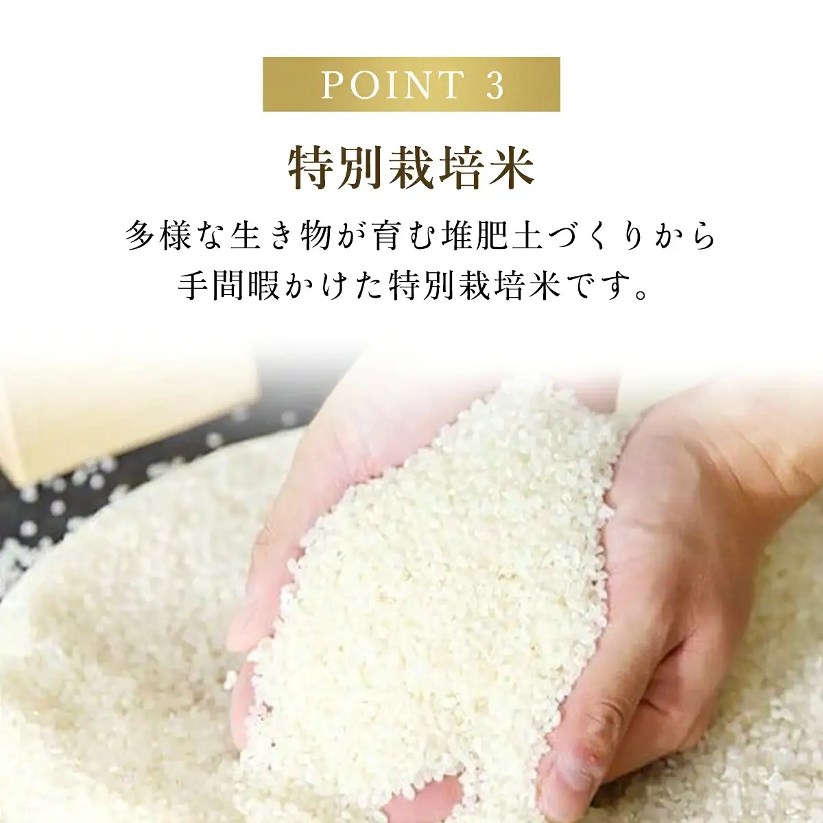 【R8新米】高本さんちのお米 コシヒカリ 5㎏×1袋 令和8年産 新米 減農薬 コシヒカリ お米 安心 安全 良質 特別栽培米 美味しい 5㎏ お試し 高本農場 AS2BB24